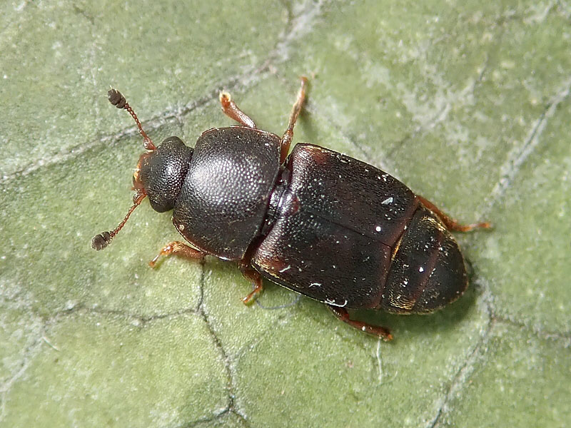 Staphylinidae da identificare